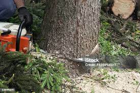  Channel Islands Beach, CA Tree Care Pros