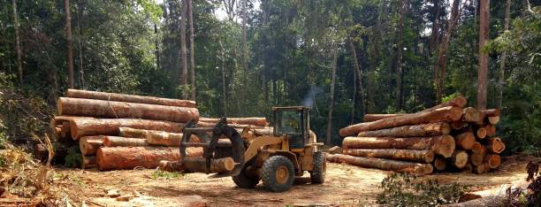 Best Hazardous Tree Removal  in Channel Islands Beach, CA