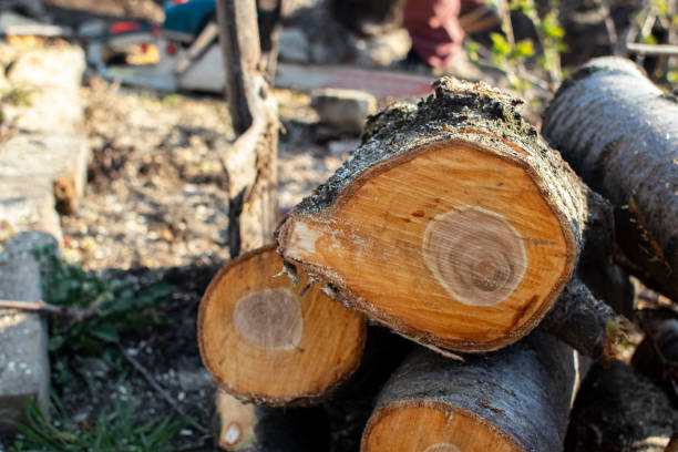 Trusted Channel Islands Beach, CA Tree Care Experts