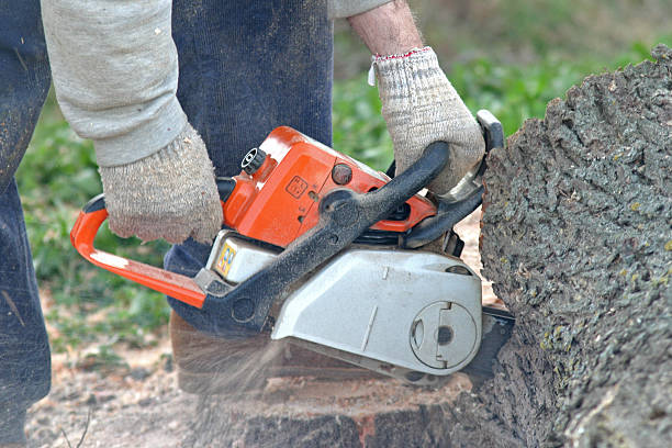 How Our Tree Care Process Works  in  Channel Islands Beach, CA