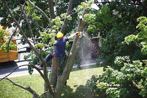 Best Utility Line Clearance  in Channel Islands Beach, CA