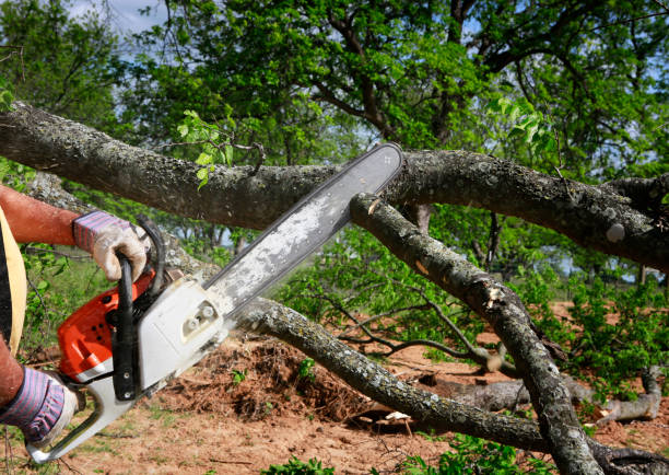 Best Tree Risk Assessment  in Channel Islands Beach, CA
