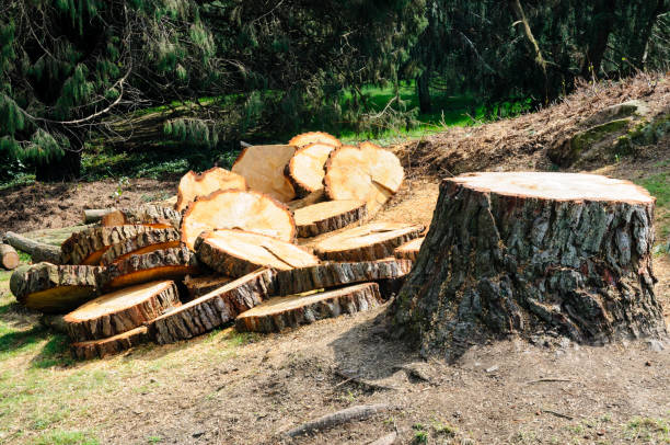 Best Aeration Services  in Channel Islands Beach, CA
